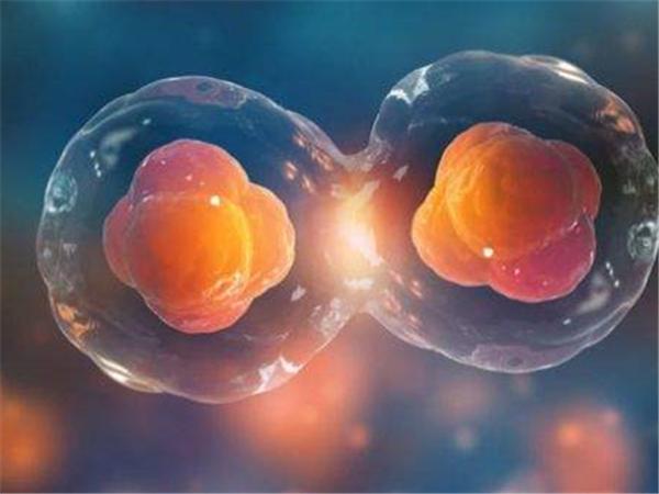 广州借卵做试管的费用【广州借卵做试管费用大揭秘】